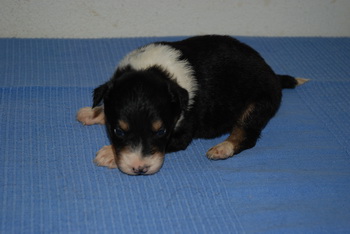 Australian Shepherd